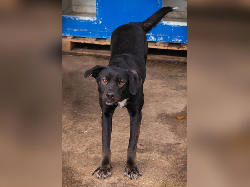 GWEN - die liebe, noch etwas schüchterne Hündin, möchte gerne Zweithund sein