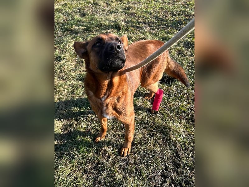 JONES - der hübsche Rüde sucht ein tolles Für-Immer Zuhause