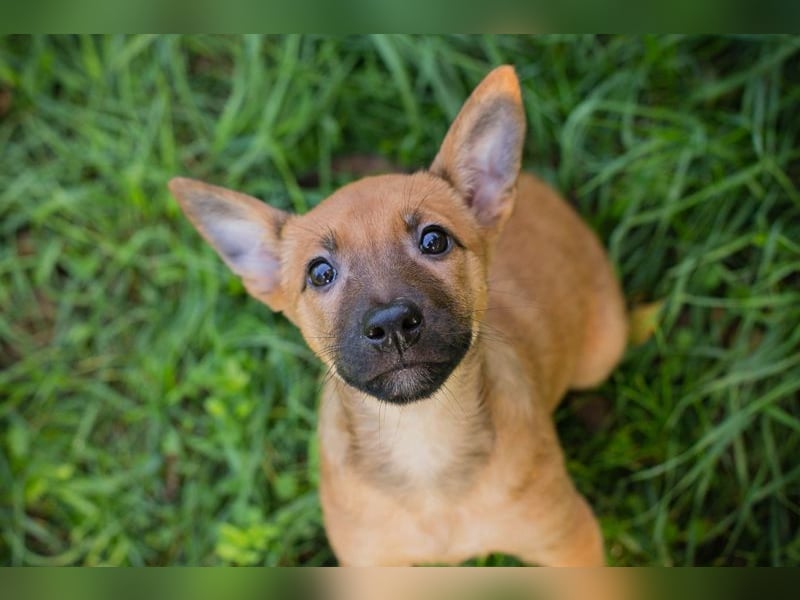 Welpe CLEO - ich bringe eine große Portion Leben und Frohsinn in euer Zuhause!