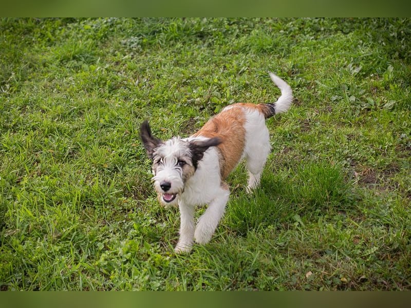 Welpe LENNY - dieses goldige Kerlchen sucht ein kuscheliges Plätzchen