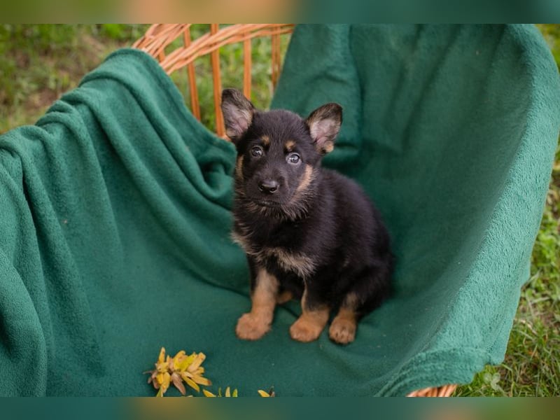 Welpe HANK - der kleine Racker sucht ein liebevolles Für-Immer Zuhause