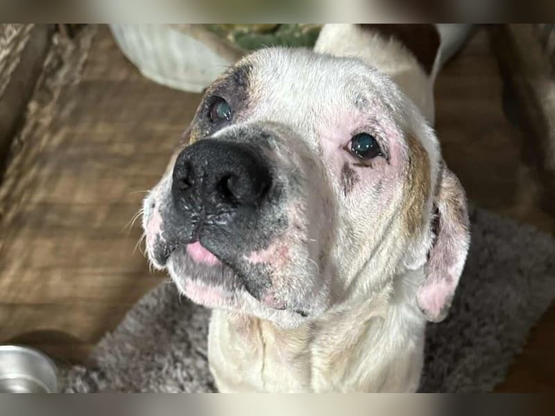 GUSTAV - der liebe Rüde sucht ein ruhigeres Zuhause bei einfühlsamen Menschen