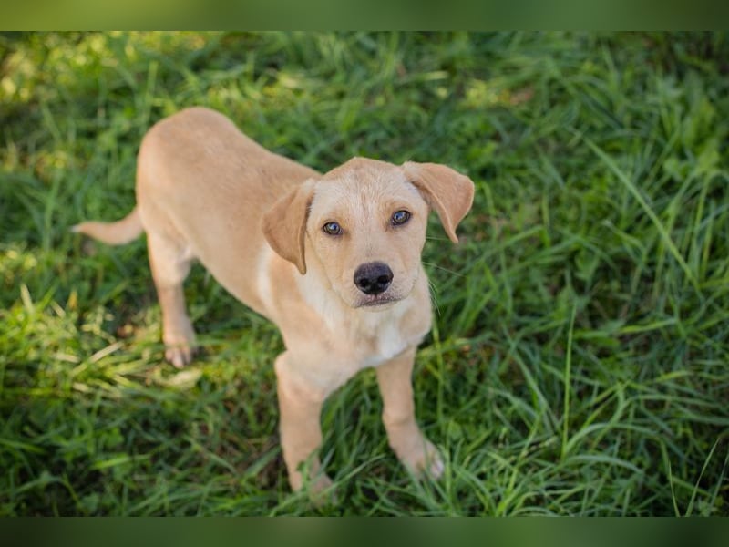 Welpe MILOW - welche liebe Familie schenkt mir ihr Herz?