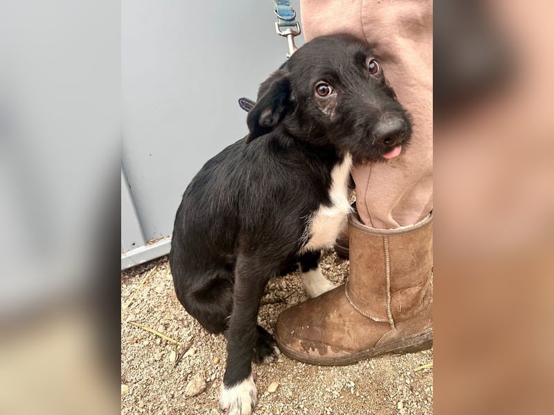 Welpe PAULI - der verspielte und aktive Welpe freut sich auf Menschen, die ihm die Welt zeigen!