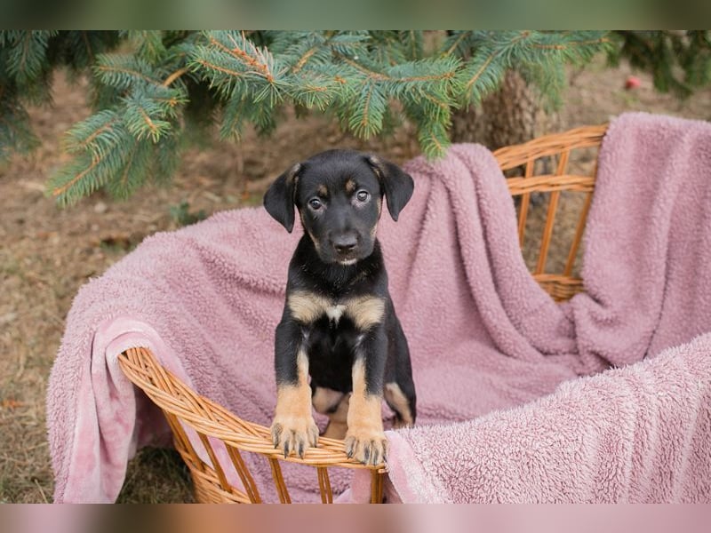 Welpe LUCY - wenn ich groß bin möchte ich eine richtige Familienhündin sein!