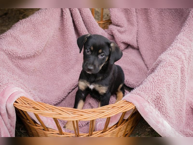Welpe LUCY - wenn ich groß bin möchte ich eine richtige Familienhündin sein!