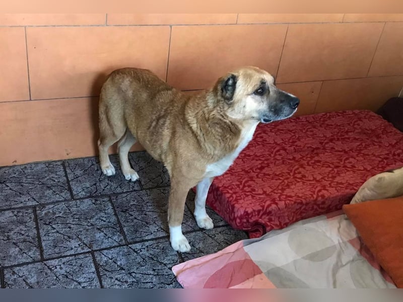 JARO - wer schenkt dem lieben Rüden ein tolles Zuhause?