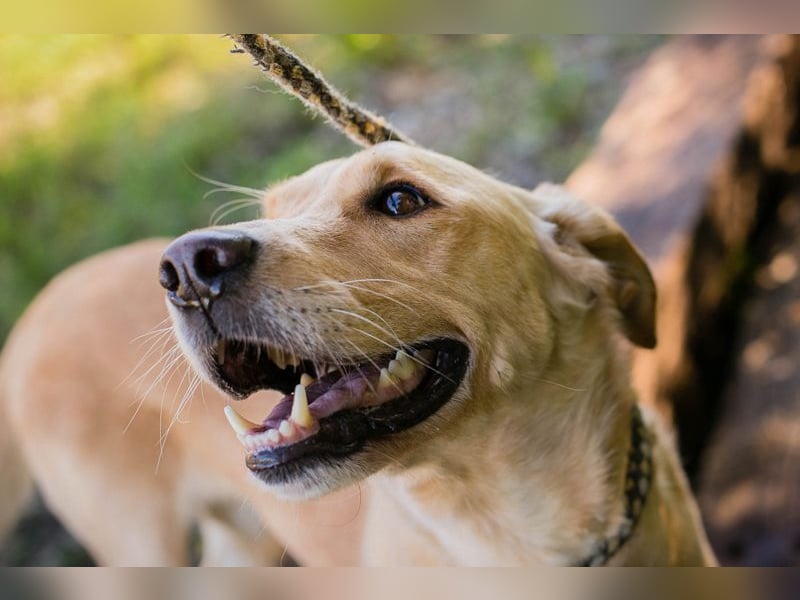 SVENJO - ich suche eine tolle Familie! SVENJO - ich suche eine tolle Familie!