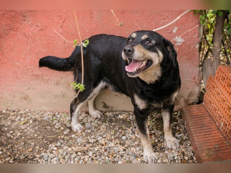 JAX - wer zeigt dem gemütlichen, zugänglichen und braven Rüden, wie schön das Leben sein kann?