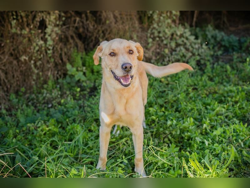 SVENJO - ich suche eine tolle Familie! SVENJO - ich suche eine tolle Familie!