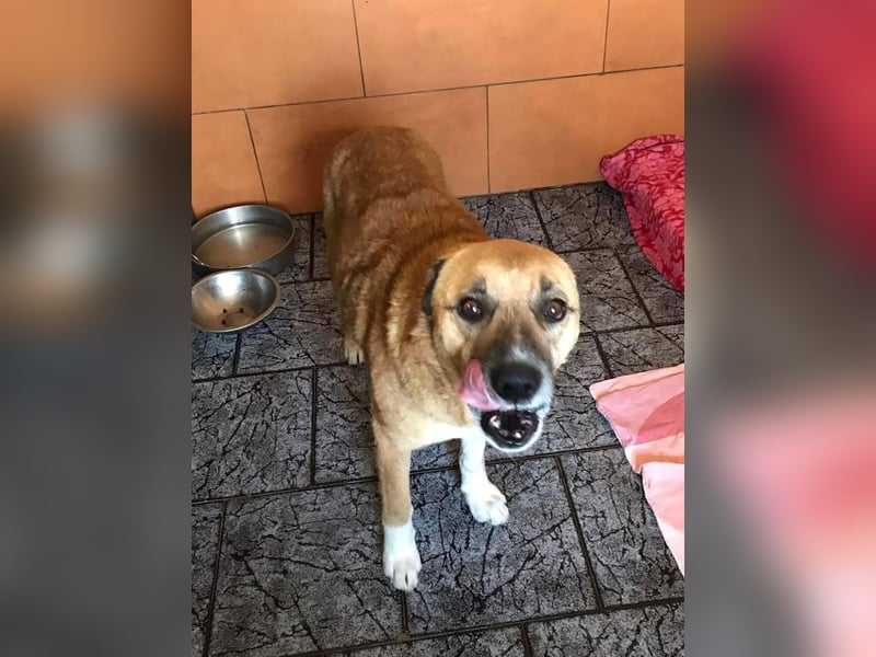 JARO - wer schenkt dem lieben Rüden ein tolles Zuhause?