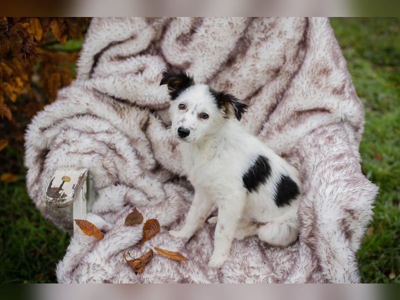 Welpe Chip Nr. 261872 - wenn ich groß bin möchte eine richtige Familienhündin sein!