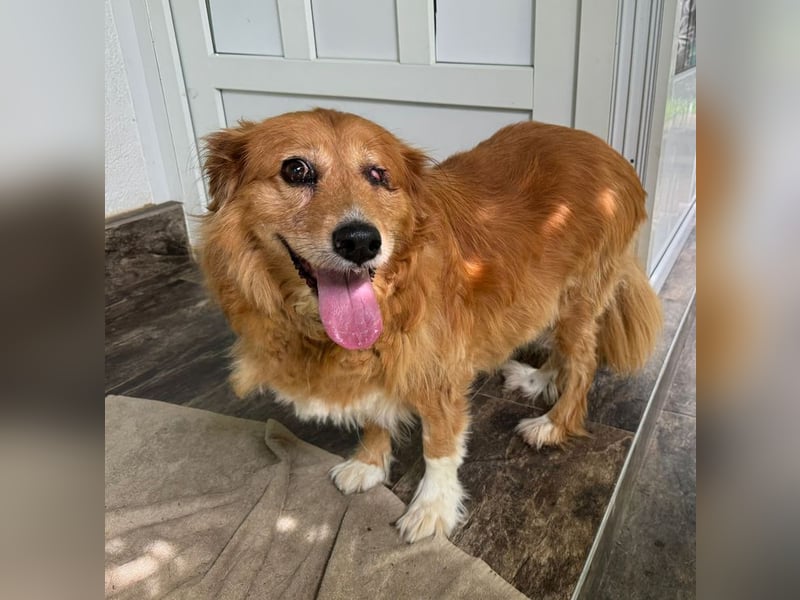 PI - ich freue mich auf liebevolles Für-Immer Zuhause!