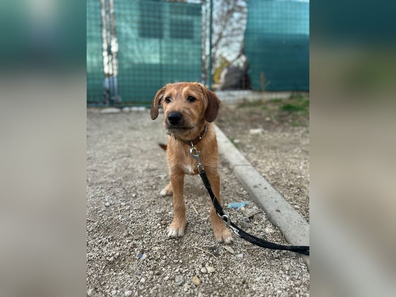 Welpe PANCHO - ich freue mich darauf, mit meinen Menschen die Welt zu entdecken!