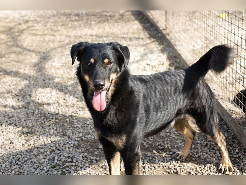 EMO - der zurückhaltende, liebe Rüde mag Spaziergänge und sucht eine hundeerfahrene Familie