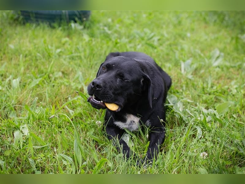 VICKI - wer erfüllt der aktiven, verspielten Hündin den Traum von einer eigenen Familie?