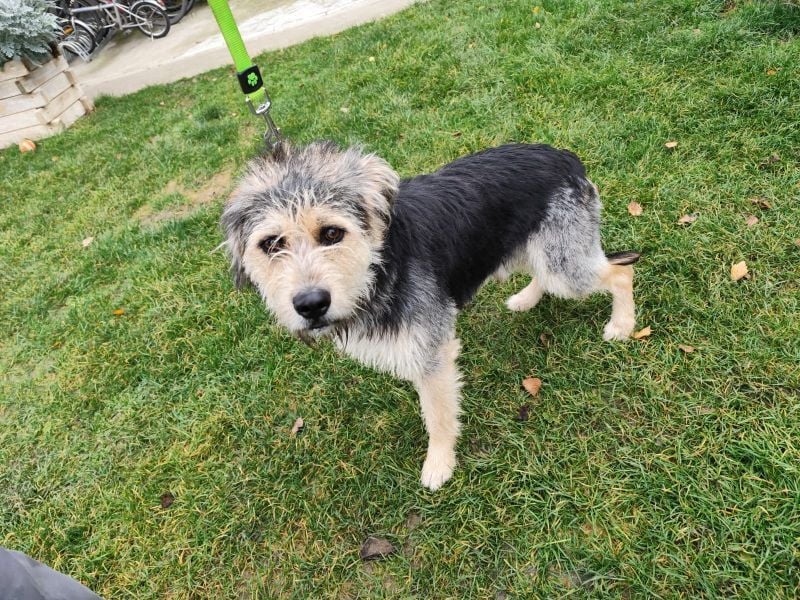 TOGGO - welche liebe, geduldige Familie zeigt mir, wie schön ein Hundeleben sein kann?