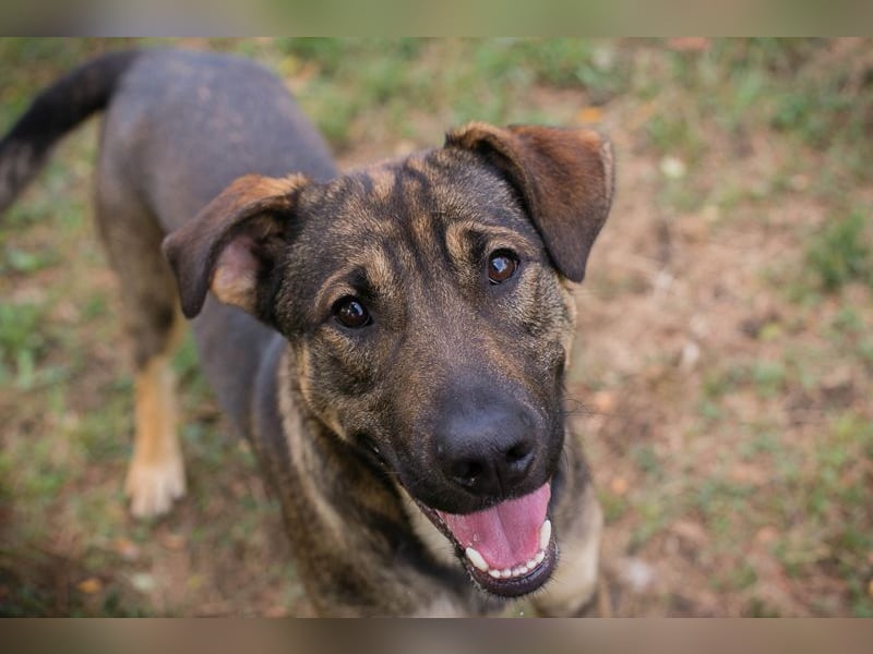 DOBBY - der aktive und verspielte Rüde möchte mit seinen Menschen spielen, toben, lernen..