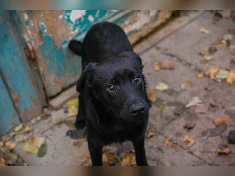 Welpe BARNEY - black is beautiful - ich träume von tollen Abenteuern mit meinen Menschen