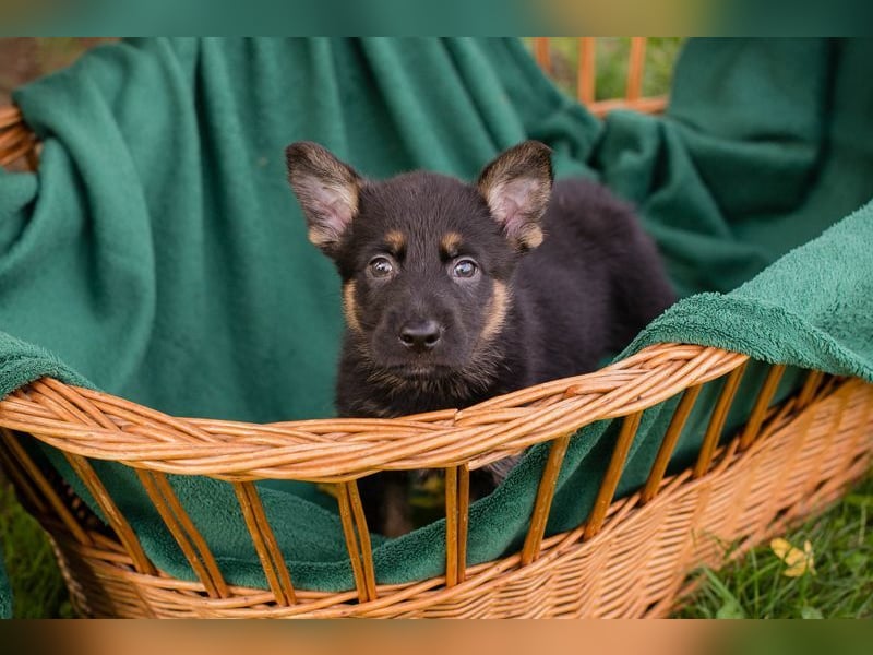 Welpe HANK - der kleine Racker sucht ein liebevolles Für-Immer Zuhause