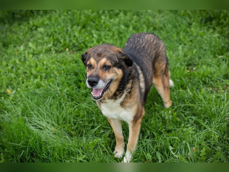 CASIMIR - der lustige, zufriedene und lernwillige ältere Rüde freut sich auf seine eigene Familie