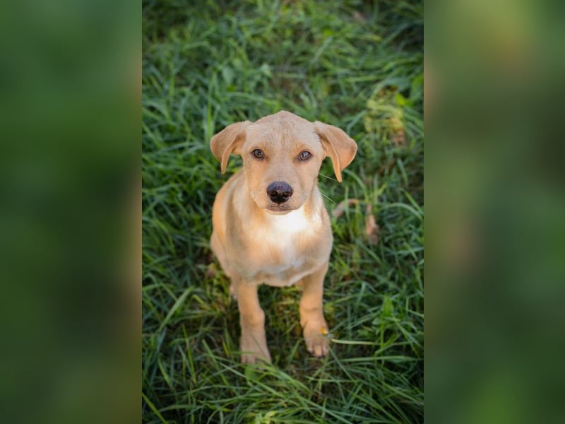 Welpe MILOW - welche liebe Familie schenkt mir ihr Herz?