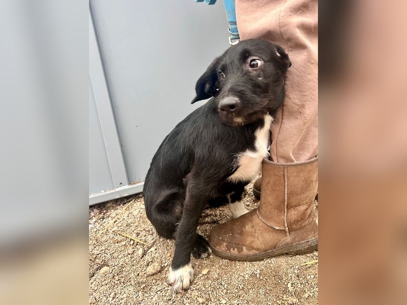 Welpe PAULI - der verspielte und aktive Welpe freut sich auf Menschen, die ihm die Welt zeigen!