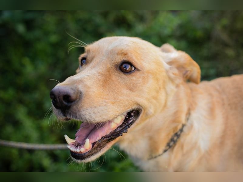 SVENJO - ich suche eine tolle Familie! SVENJO - ich suche eine tolle Familie!