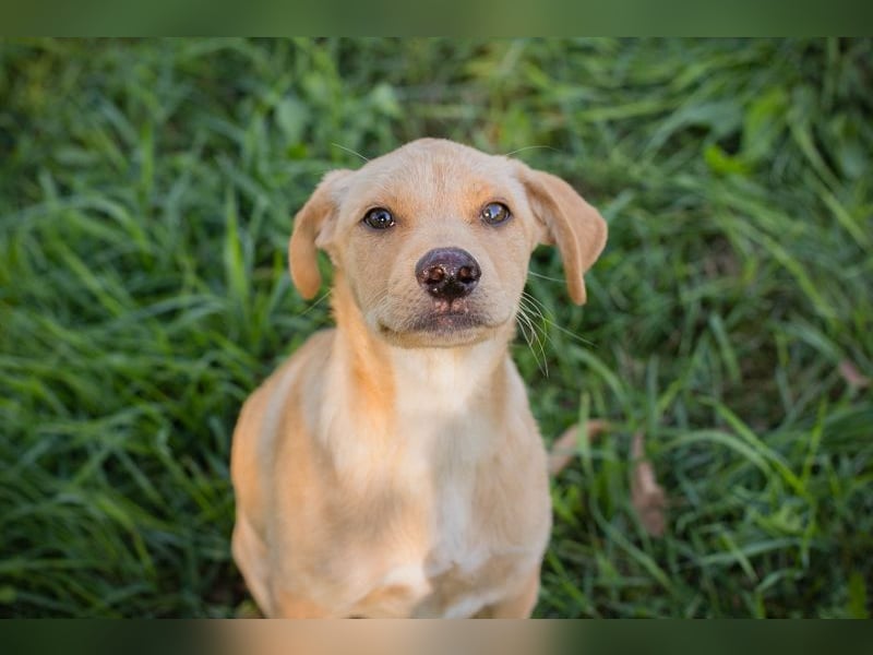Welpe MILOW - welche liebe Familie schenkt mir ihr Herz?