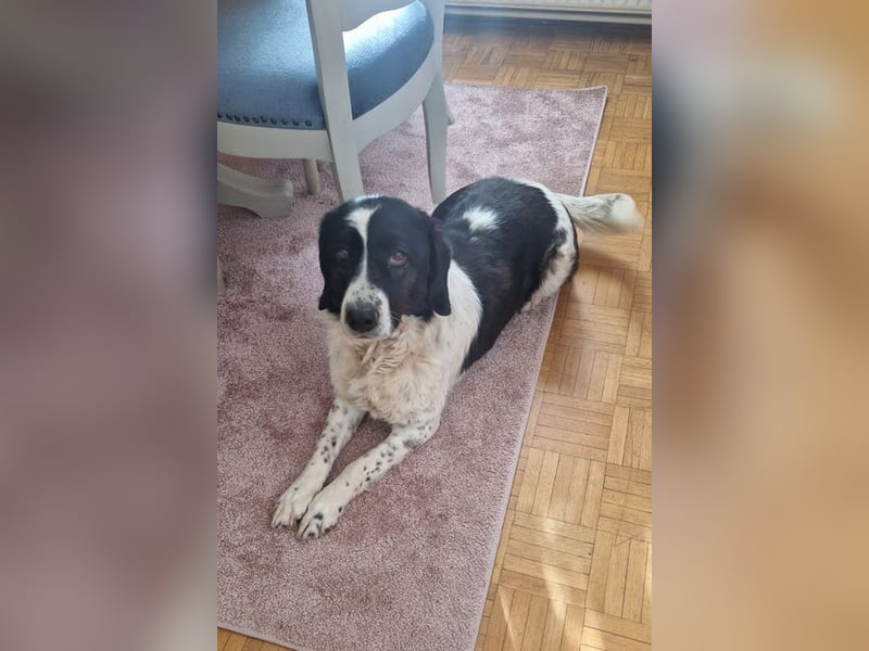 DONA - die brave und verspielte Hündin freut sich auf tolle Abenteuer mit ihrer Familie