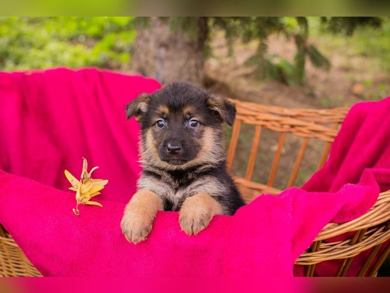 Welpe PEPPER - ich freue mich auf tolle Abenteuer mit meiner Familie!