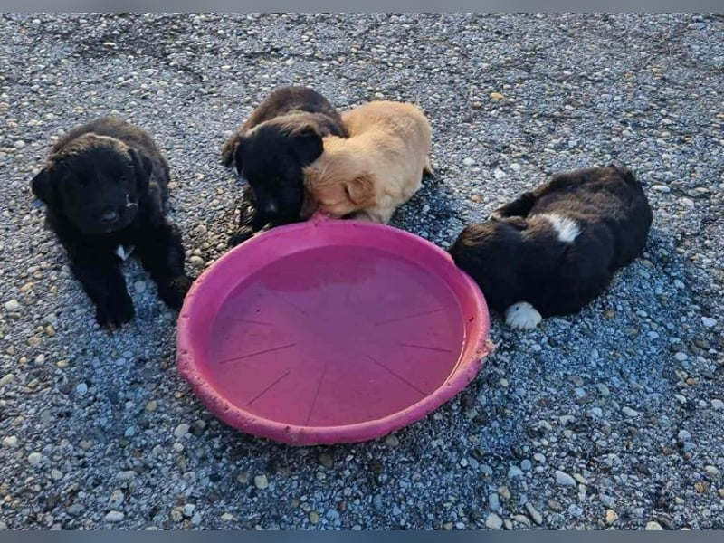 Welpe Chip-Nr. 255510 - der kleine Mann freut sich darauf, mit seinen Menschen die Welt zu entdecken