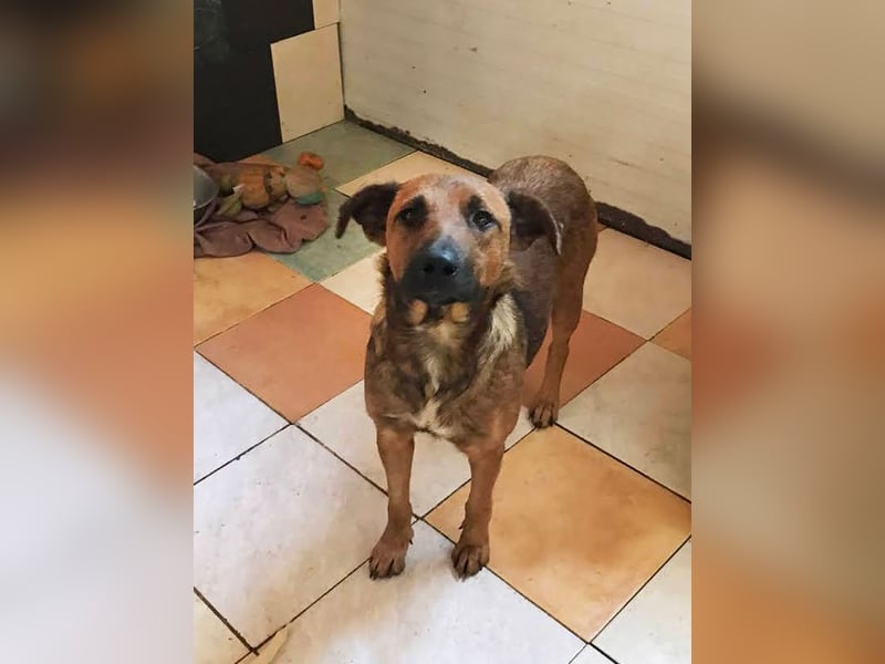 GABI - die liebe, aufgeschlossene Hündin träumt von einem liebevollen Für-Immer Zuhause