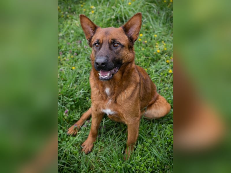 JONES - der hübsche Rüde sucht ein tolles Für-Immer Zuhause