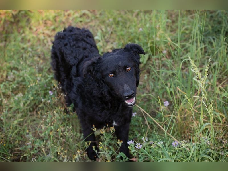 KESHA - die hübsche Maus träumt von einem glücklichen Hundeleben bei ihrer Familie