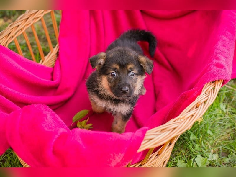 Welpe PEPPER - ich freue mich auf tolle Abenteuer mit meiner Familie!
