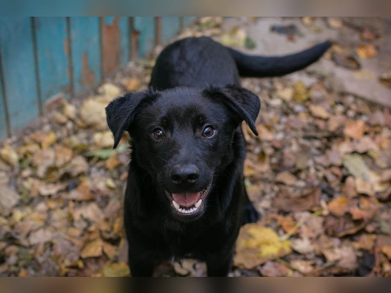Welpe BARNEY - black is beautiful - ich träume von tollen Abenteuern mit meinen Menschen