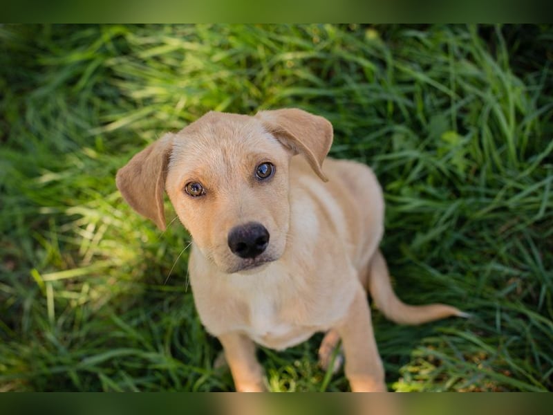 Welpe MILOW - welche liebe Familie schenkt mir ihr Herz?