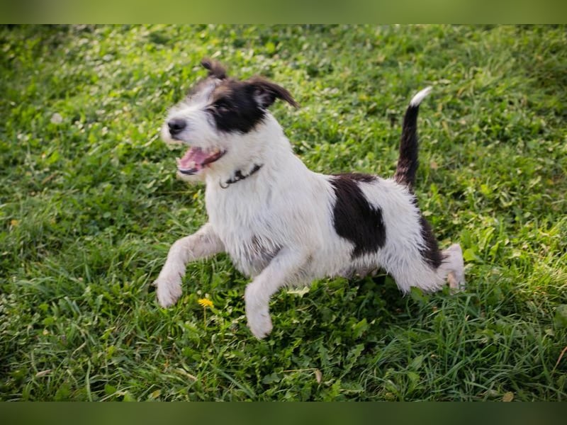 Name: Chip-Nr. 214352 - ich träume von einem eigenen Zuhause bei lieben Menschen! Name: Chip-Nr. 214352 - ich träume von einem eigenen Zuhause bei lieben Menschen!