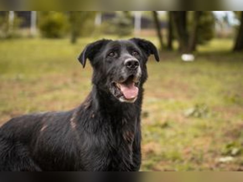 HANS - auf der Suche nach einer tollen Familie - der freundliche Rüde Hans!