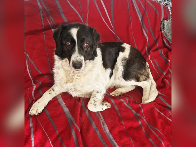 DONA - die brave und verspielte Hündin freut sich auf tolle Abenteuer mit ihrer Familie