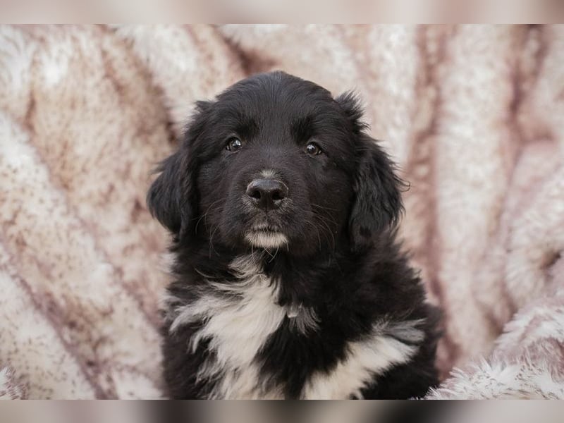 Welpe Chip-Nr. 255510 - der kleine Mann freut sich darauf, mit seinen Menschen die Welt zu entdecken