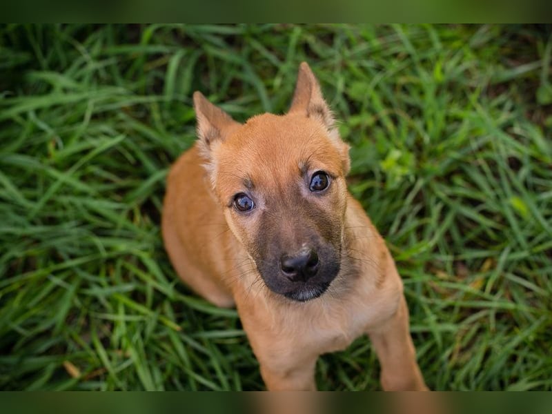 Welpe CLEO - ich bringe eine große Portion Leben und Frohsinn in euer Zuhause!