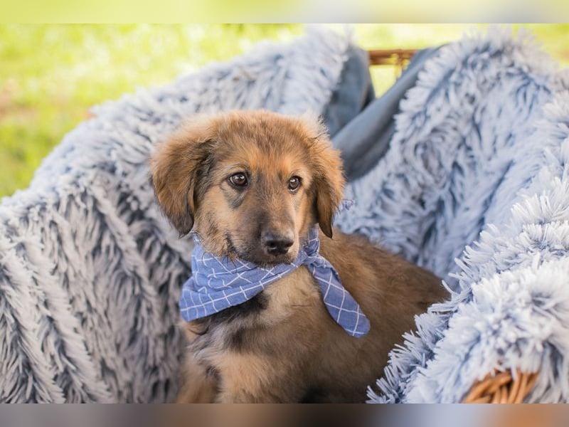 Welpe LUNI - wer möchte mit mir spielen, schmusen, lernen und schenkt mir ein Zuhause? Welpe LUNI - wer möchte mit mir spielen, schmusen, lernen und schenkt mir ein Zuhause?