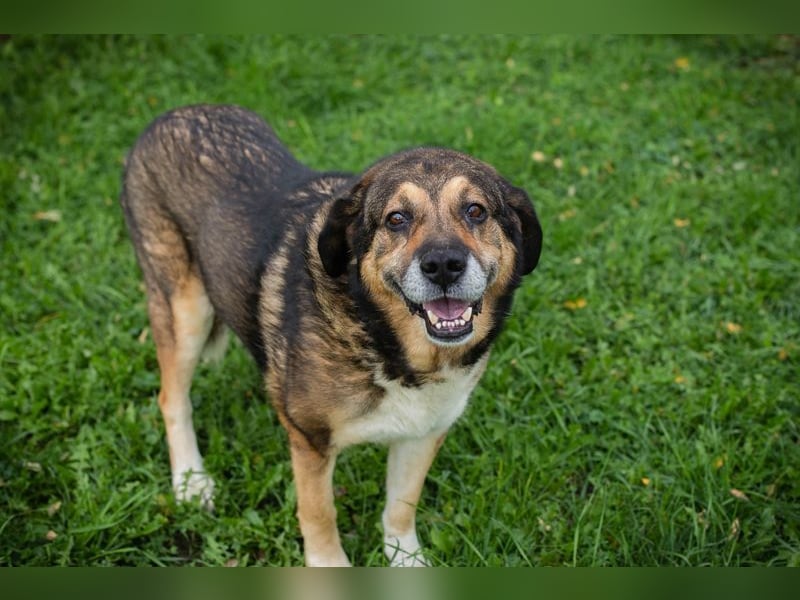 CASIMIR - der lustige, zufriedene und lernwillige ältere Rüde freut sich auf seine eigene Familie