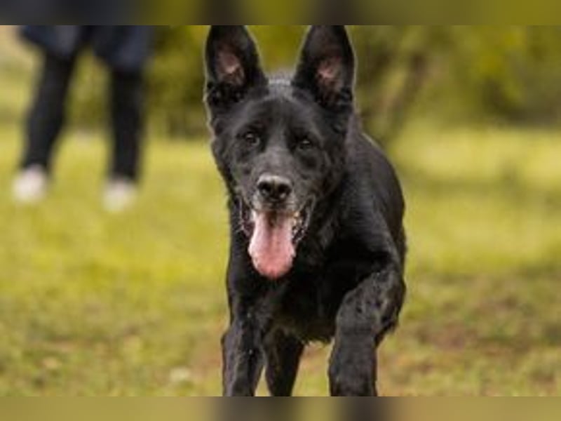 HANS - auf der Suche nach einer tollen Familie - der freundliche Rüde Hans!