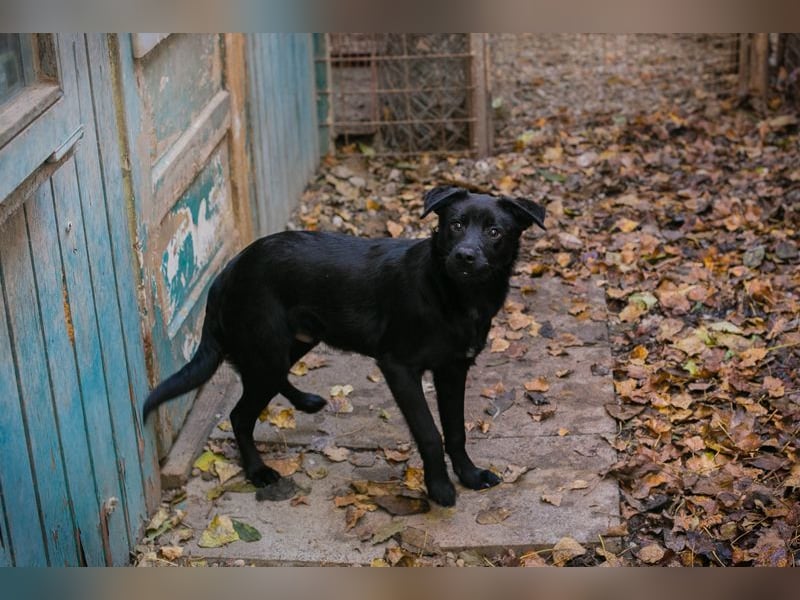 Welpe BARNEY - black is beautiful - ich träume von tollen Abenteuern mit meinen Menschen