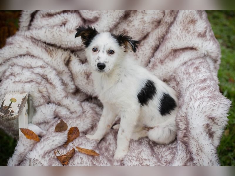 Welpe Chip Nr. 261872 - wenn ich groß bin möchte eine richtige Familienhündin sein!