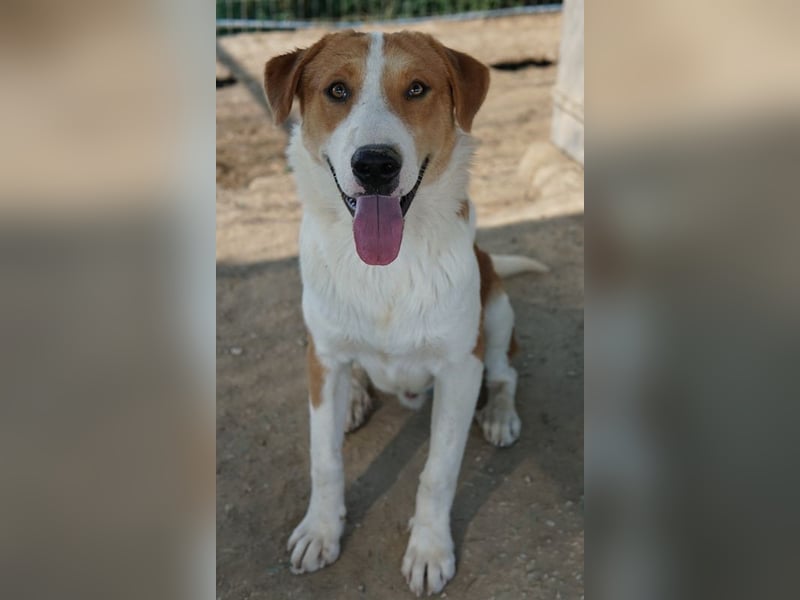 Benji, geb. ca. 10/2024, lebt in GRIECHENLAND, im städt. Tierheim Serres