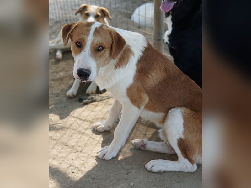 Benji, geb. ca. 10/2024, lebt in GRIECHENLAND, im städt. Tierheim Serres